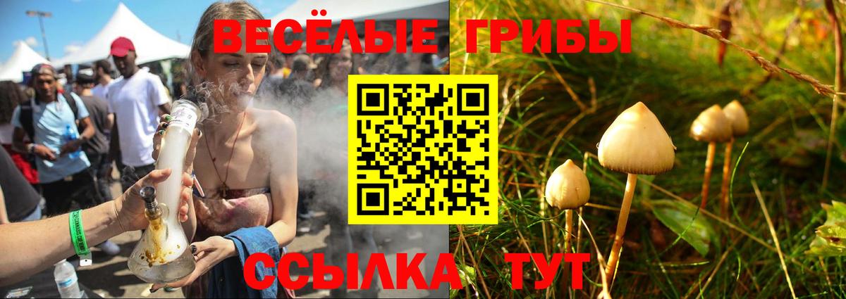 где найти   Галлюциногенные грибы мицелий  Вход с VPN  Мурино 